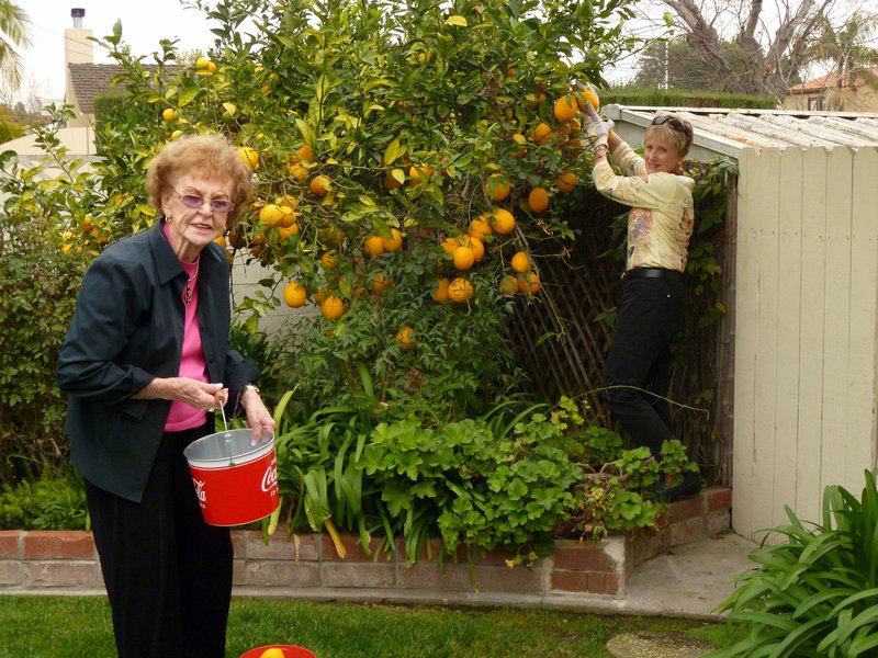 Aunt Jan & me picking her lemons
