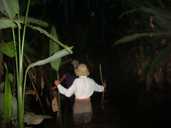 Walking through a swamp at night!