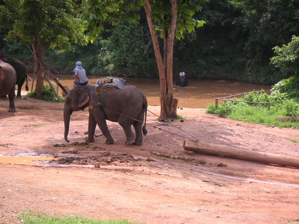 Elephant were once used for logging