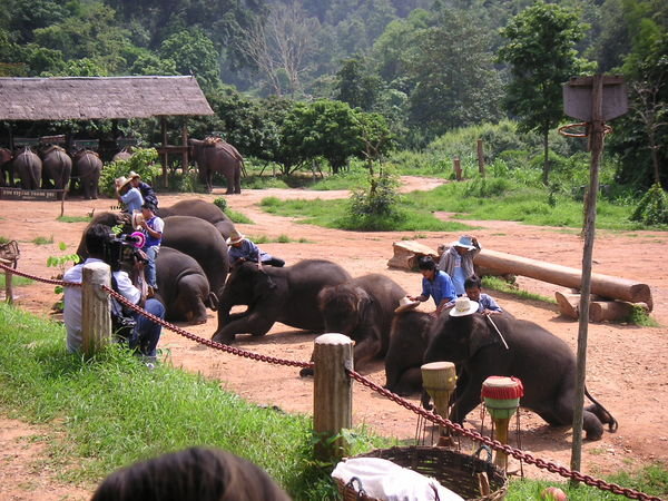 Bowing Elephants