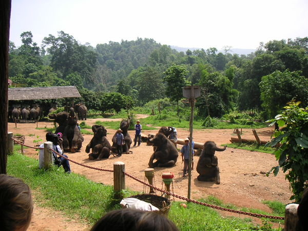 Sitting Elephants