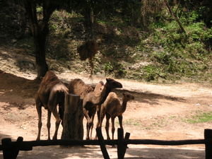 The skinny camel family