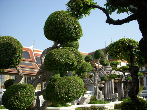 Bonsai Swirls by the Palace