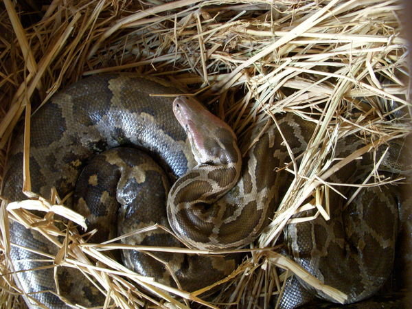 Lucky rescued python gets turned loose today