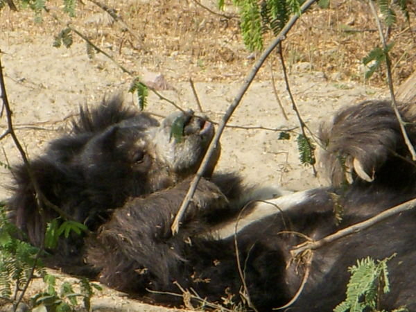 Kicked back bear, no longer having to do tricks for us!