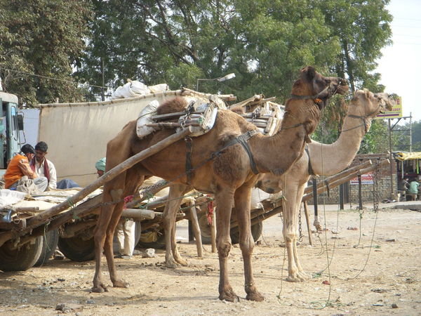 Working Camels