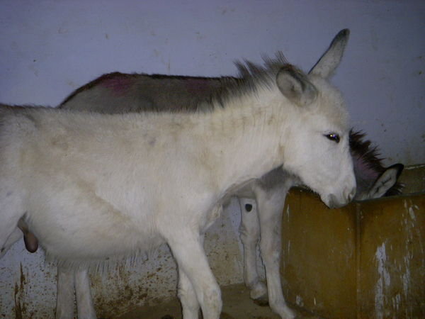 Baby donkeys at HIS Shelter