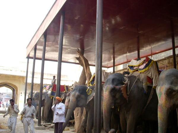 Victory! Shade for the Elephants!