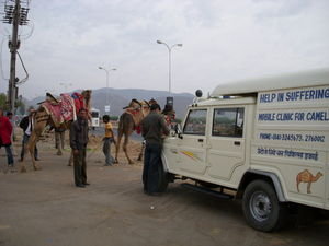 Camel Van Project at Work