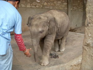 Dr. Madhu offering greeting to the baby elephant
