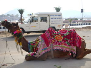Camel by the Help in Suffering Project Camel Van