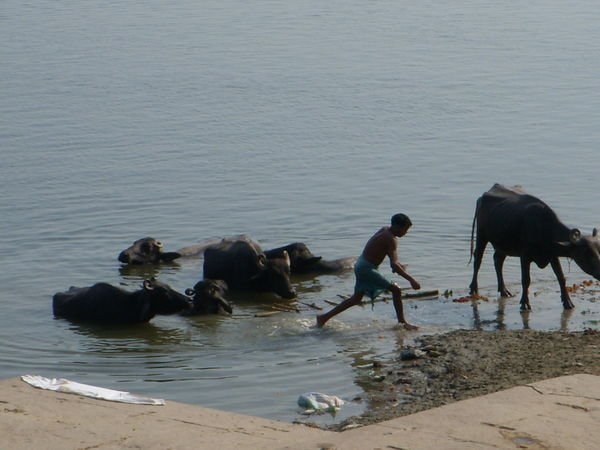 Man washing his buffalo