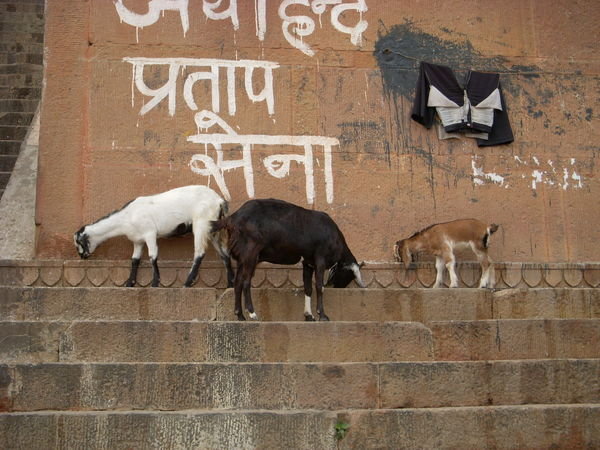 Goats in Varanasi