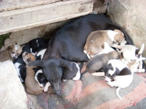 12 more puppies for Varanasi!