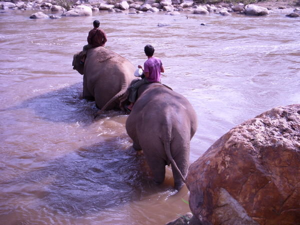Elephants' Crossing