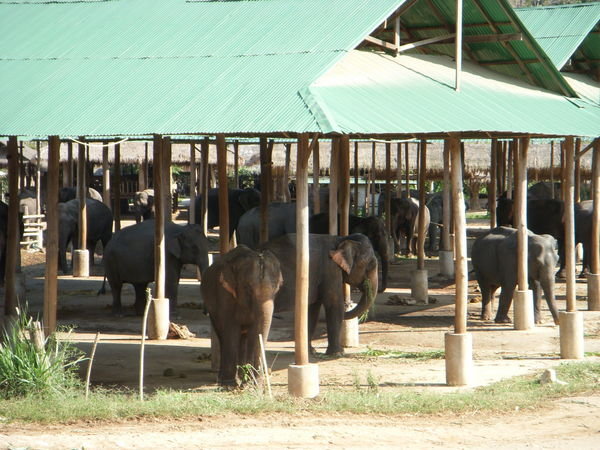 Living quarters of the working elephant