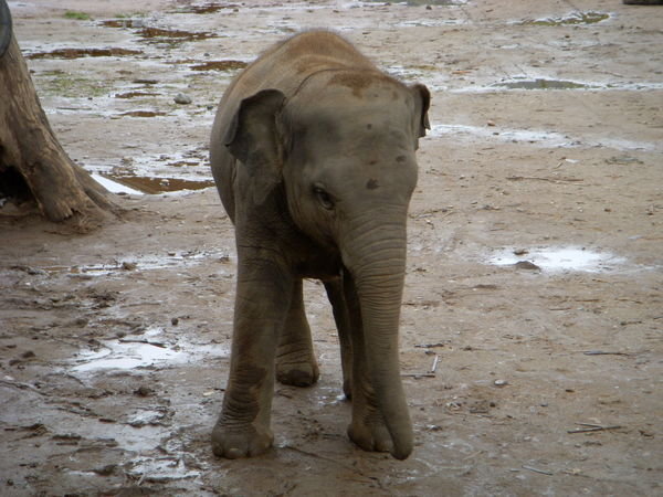 A Muddy and Happy Elephant