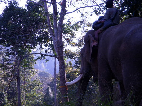 Following BK up to Elephant Haven