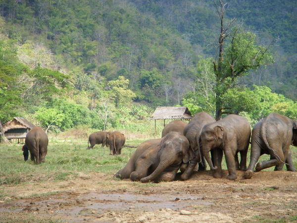 Domino Elephants