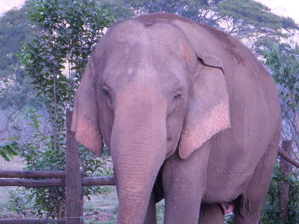 Connecting with one of the special elephants