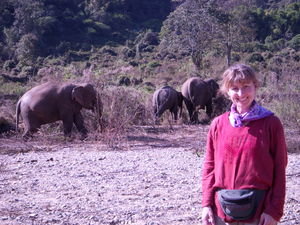 Lovely background of Elephants!