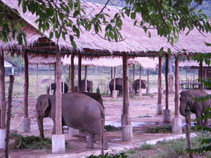 Close enough to hear elephants snoring at night!