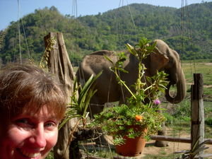Peek a Boo with Max the Elephant