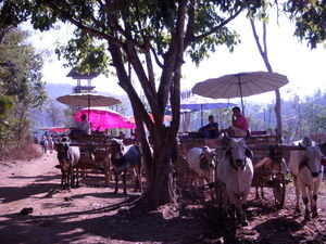 Oxen lined up to provide tourist rides