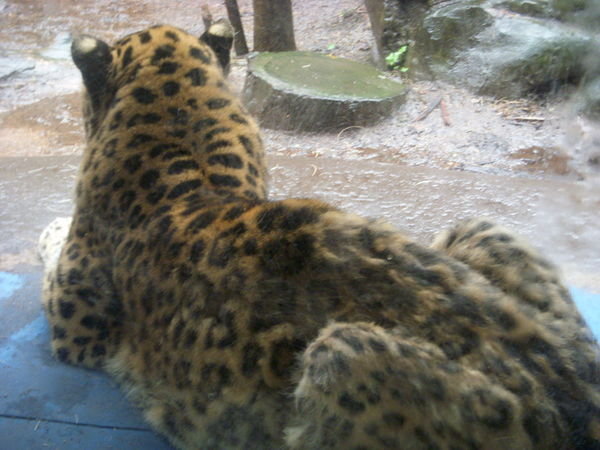 The Male Cheetah