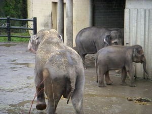 How are animals treated in Zoos and Circuses? (What you should know