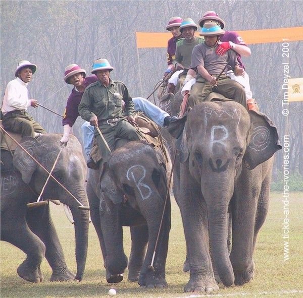 Picture Credit: www.tickle-and-the-ivories: Photo by Tim Deysel, 2001. What are we talking about? Elephant Polo in Action