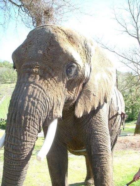 Alice the African Elephant