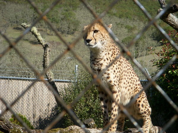 One of the Cheetahs... a member of Wildlife Safari's Breeding Program