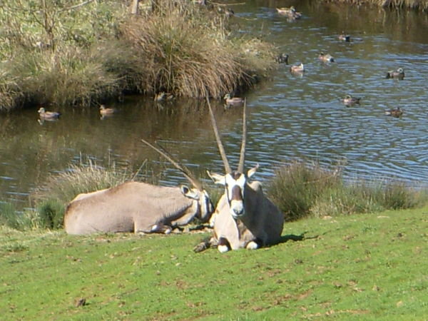 Gemsbok relaxing by the pond