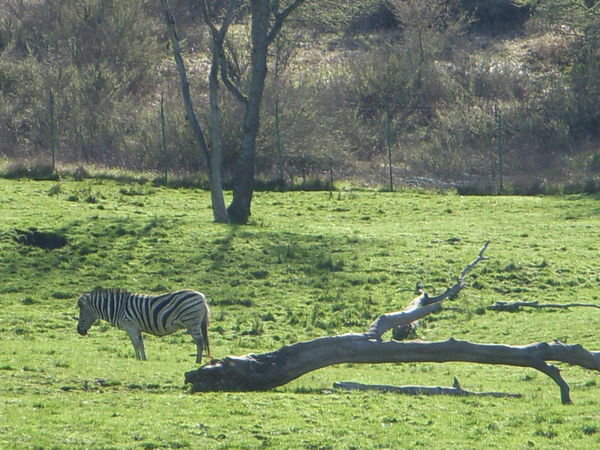 Zebra by the Tree