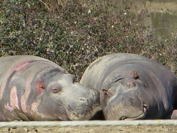 Hippo Kisses