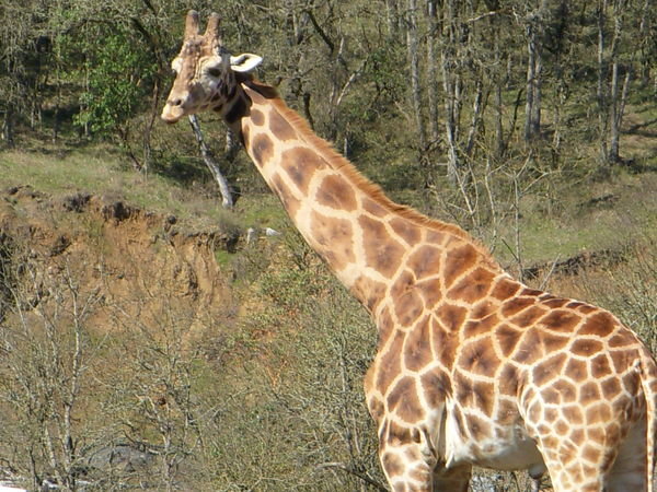 A view of a Giraffe