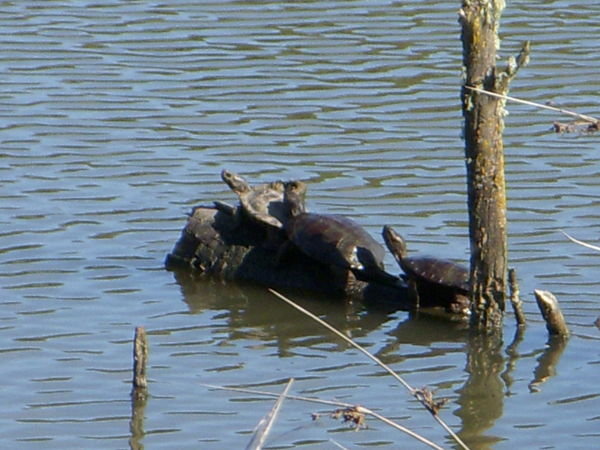 Endangered Pond Turtles