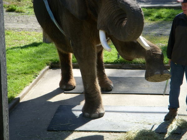 Padding for the Elephants