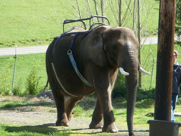 Elephant with Riding Carriage