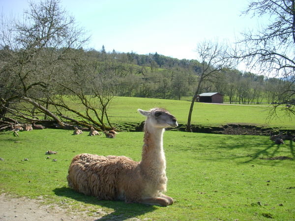 Llama and a great view behind
