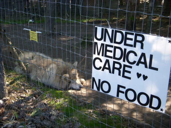 Wolf getting medical supervision