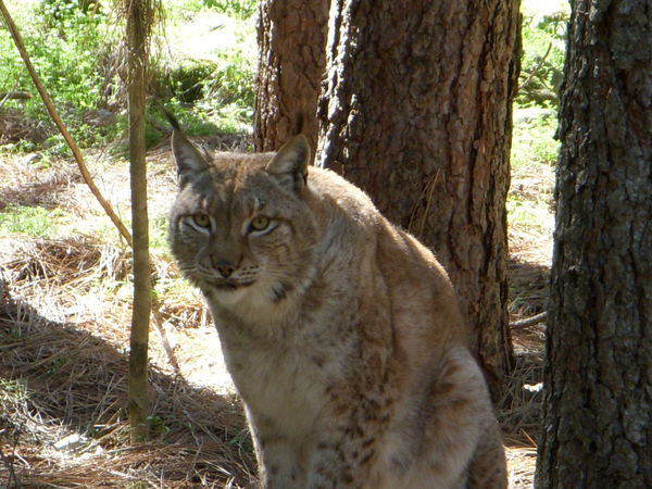 Rare Lynx