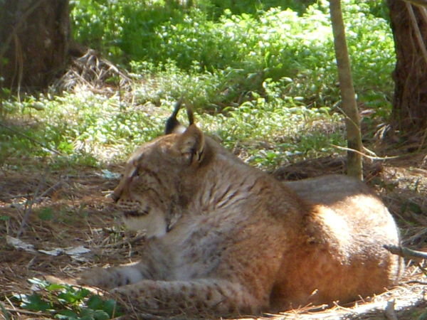 Cat Nap Lynx