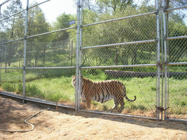 Rescued Tigers at ARK2000