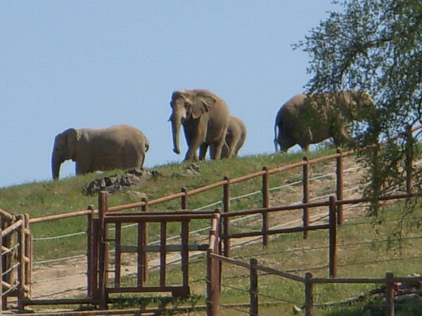 African Elephants deciding on their own to come to greet the visitors