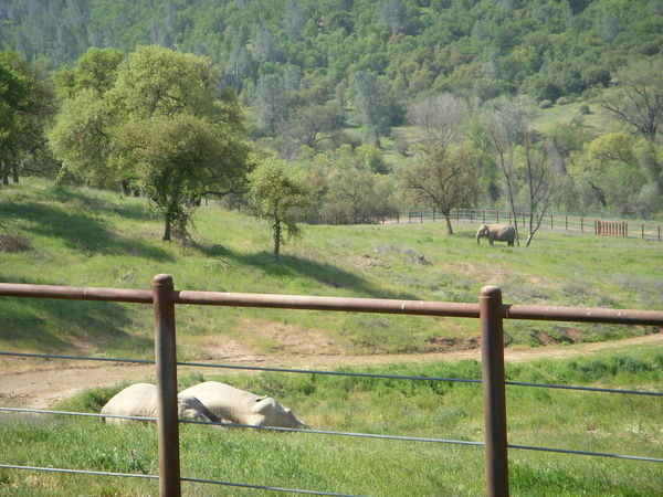 4 Asian Elephants-  40 acres of freedom