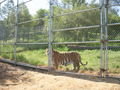 Rescued Tigers at ARK2000