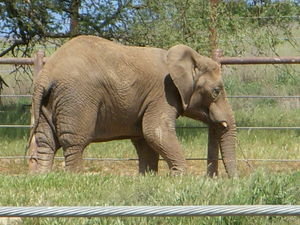Maggy the Elephant... Saved from a life at the Alaskan Zoo
