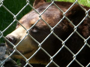 Brown Bear... shot and then traumatized by a fall or being hit by a car... but now content to live at PAWS (in Galt... for now)
